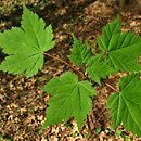 Acer barbinerve (klon bródkowaty)