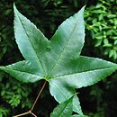Acer campbellii ssp. sinense