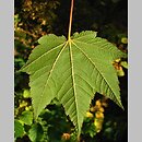 Acer caudatum var. multiserratum