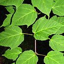 Acer davidii ssp. grosseri (klon Grossera)