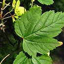 Acer glabrum var. douglasii
