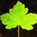 Acer glabrum var. glabrum