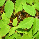 Acer henryi