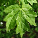 Acer hyrcanum ssp. hyrcanum