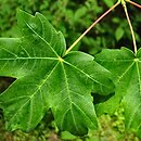 Acer hyrcanum ssp. stevenii