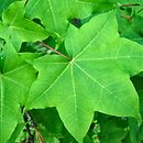 Acer longipes