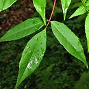 Acer mandshuricum (klon mandżurski)