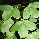 Acer monspessulanum ssp. ibericum