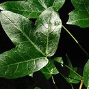Acer monspessulanum ssp. turcomanicum