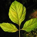 Acer negundo ssp. californicum var. texanum