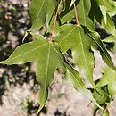Acer oliverianum