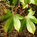 Acer pauciflorum