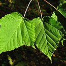 Acer pectinatum ssp. forrestii (klon rozpierzchłokwiatowy)