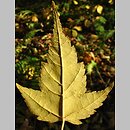 Acer pectinatum ssp. maximowiczii