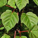 Acer pectinatum ssp. taronense