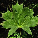 Acer platanoides var. palmatifidum