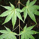 Acer robustum