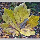 Acer saccharum ssp. grandidentatum