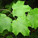 Acer saccharum ssp. nigrum