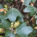 Acer sempervirens