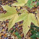 Acer sinopurpurascens