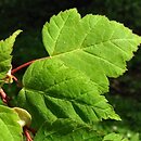 Acer stachyophyllum ssp. betulifolium