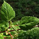 Acer stachyophyllum ssp. stachyophyllum