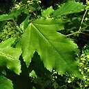 Acer tataricum ssp. aidzuense