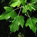 Acer tataricum ssp. semenovii