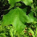 Acer tenellum