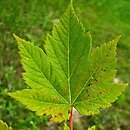 Acer tschonoskii ssp. koreanum