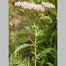 Achillea distans (krwawnik odległołatkowy)