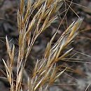 Achnatherum calamagrostis (chropiatka trzcinnikowata)