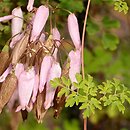 Adlumia fungosa