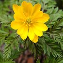 Adonis amurensis (miłek amurski)