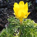 Adonis pyrenaica (miłek pirenejski)