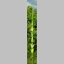 Aegilops cylindrica (egilops cylindryczny)