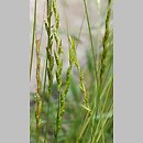 Aegilops (egilops)
