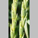 Aegilops ligustica (egilops orkiszowaty)