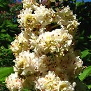 Aesculus hippocastanum Baumannii