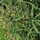 Aesculus hippocastanum Laciniata