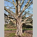 Aesculus indica (kasztanowiec indyjski)