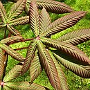 Aesculus carnea Plantierensis