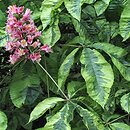 Aesculus carnea Variegata