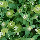 Aethionema arabicum