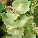 Aethionema carneum