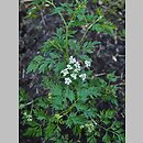 Aethusa cynapium ssp. segetalis (blekot pospolity polny)