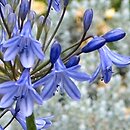 Agapanthus campanulatus (agapant dzwonkowaty)