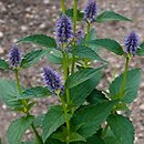 Agastache foeniculum (kłosowiec fenkułowy)