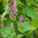 Agastache mexicana (kłosowiec meksykański)